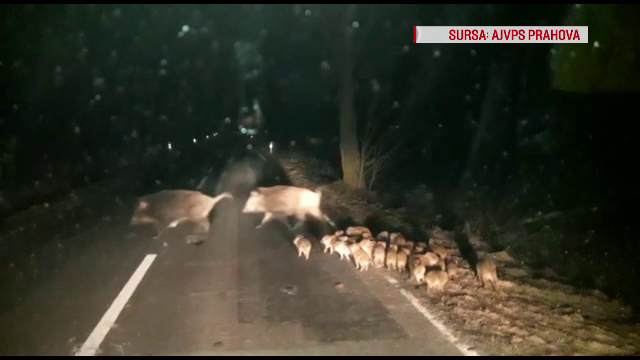 Mistreţii s-au înmulţit, vânătorii se declară depăşiţi de situaţie. Scenele surprinse în Prahova