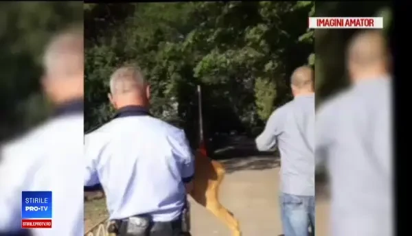 Căprioare lovite mortal de mașini în Buzău. Traficul auto în zonă ar putea fi interzis