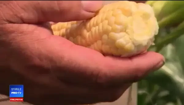 Profit de 10 ori mai mare pentru fermierii care au ales să cultive porumbul timpuriu. E mai sănătos ca pâinea