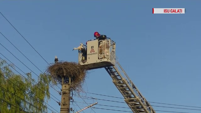 Pompierii gălățeni au intervenit pentru salvarea a 4 pui de barză orfani