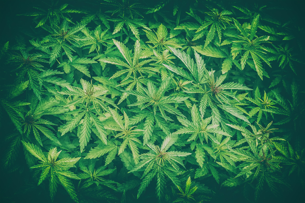 Enoriaşi drogaţi la slujbă. De ce a folosit un preot marijuana în loc de tămâie