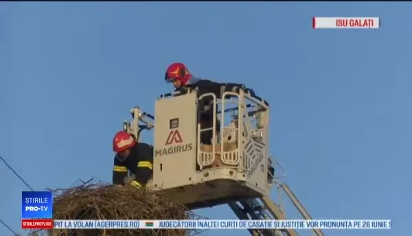 Pompierii gălățeni au intervenit pentru salvarea a 4 pui de barză orfani
