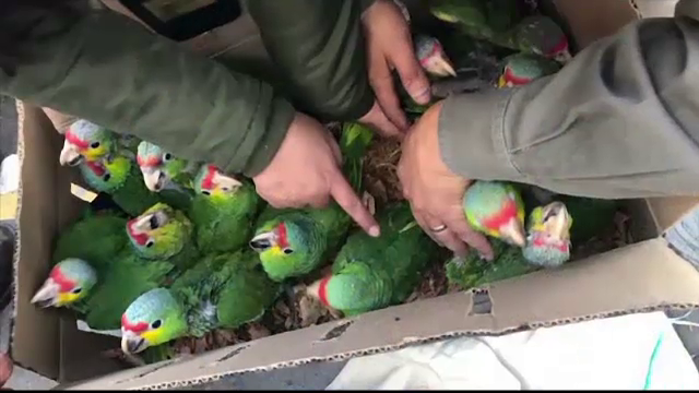 Operaţiune de amploare a Interpolului împotriva traficului de animale şi lemn