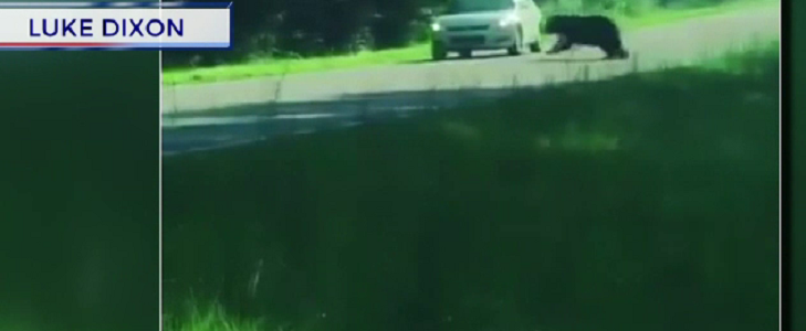 O şoferiţă susţine că ursul i-a distrus maşina, apoi a fugit în pădure