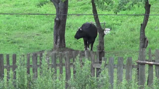 Mai mulți localnici acuză un tânăr din județul Neamț că le abuzează sexual animalele