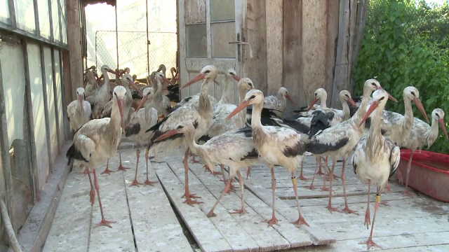 Ploile abundente au distrus cuiburile berzelor. Zece pui au ajuns la un adăpost din Sibiu