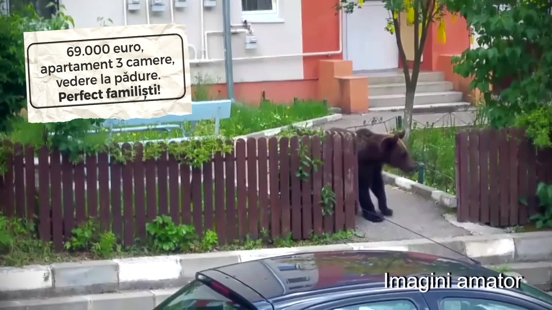 Apartament ieftin, în zonă verde, cu urşi în curte. Cum te fereşti de astfel de surprize