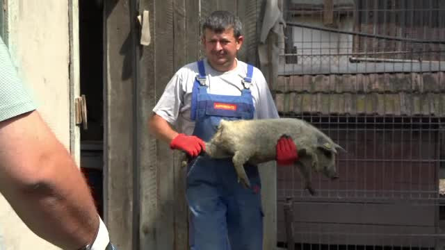 Fermierii au primit, gratis, porcii bazna și mangalița. Prețul cărnii lor a explodat