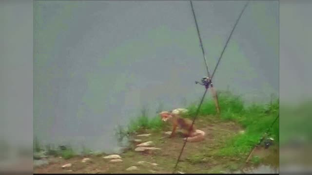 O vulpe a fost surprinsă de camerele VIDEO când fură prada unui pescar