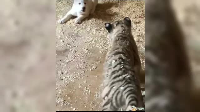 Prietenie neobișnuită între două animale, un tigru cu un câine