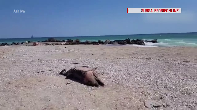 Lecții de ecologie la Delfinariul din Constanța pentru salvarea delfinilor din Marea Neagră