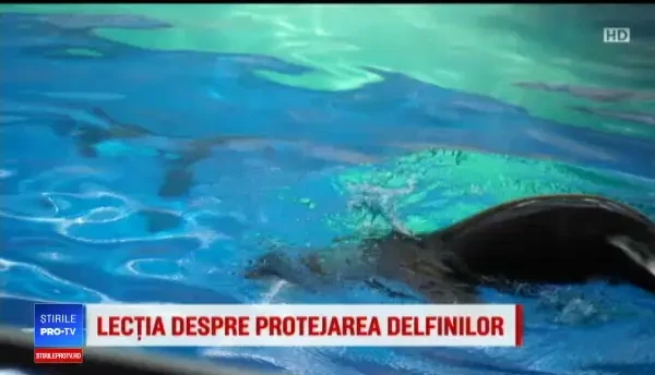 Lecții de ecologie la Delfinariul din Constanța pentru salvarea delfinilor din Marea Neagră