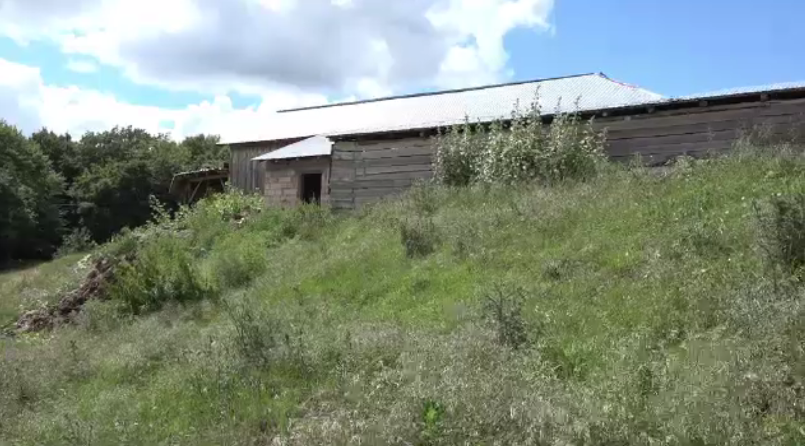 Stână din Mureș, atacată de urs. Șase porci au fost măcelăriți de animalul sălbatic