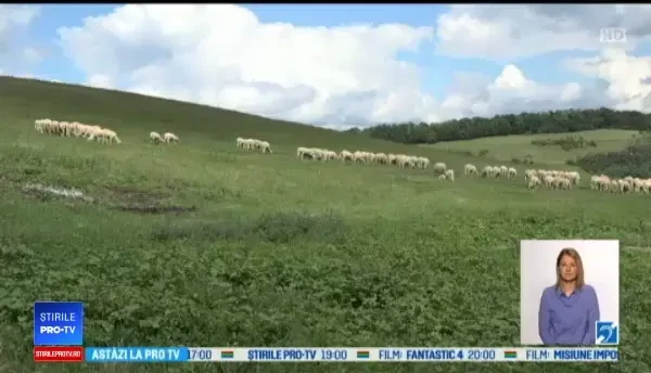 Stână din Mureș, atacată de urs. Șase porci au fost măcelăriți de animalul sălbatic