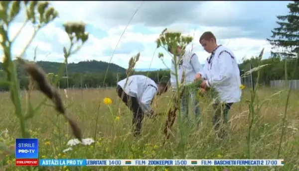 Tradiții și obiceiuri de Sânziene. De ce trebuie să arunce fetele tinere coronițe de flori pe casă