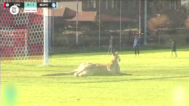 Un cangur a întrerupt un meci de fotbal feminin. A găsit o gaură în gard