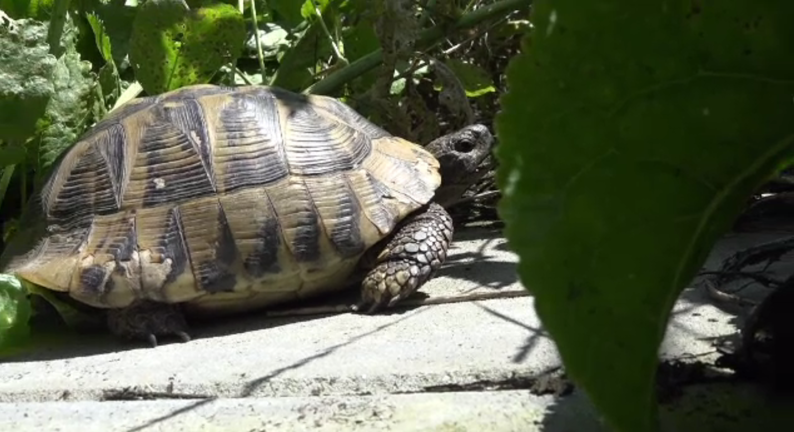 Deținerea țestoaselor ca animale de companie, ilegală în România