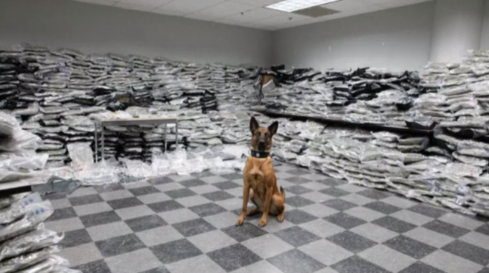 Descoperirea unui câine-polițist într-un camion de mare tonaj. A primit o înaintare în grad