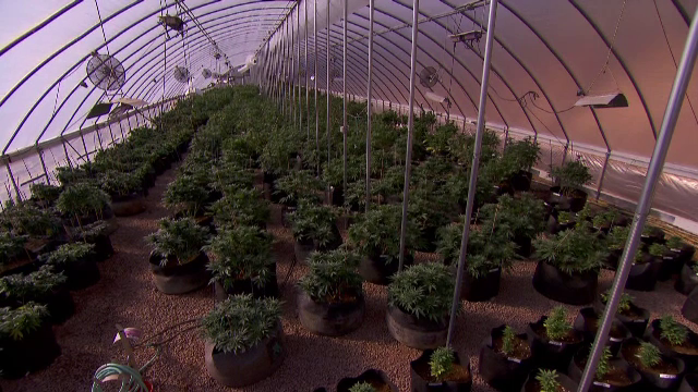 Primul medicament pentru epilepsie bazat pe marijuana, aprobat