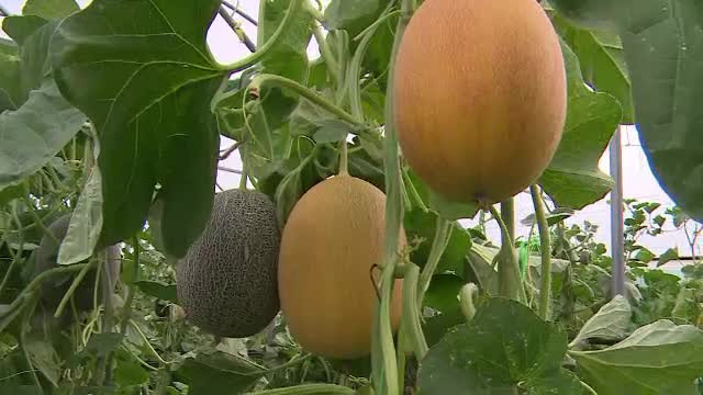 Profituri uriaşe din agricultura pe verticală. De ce plantele sunt mai sănătoase