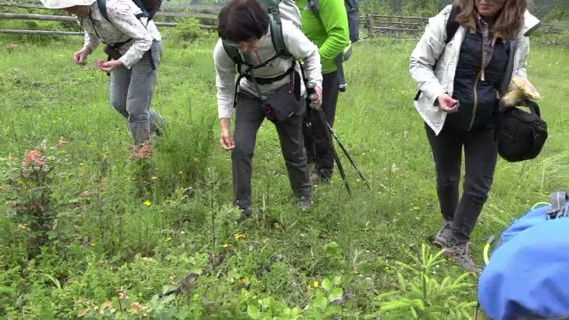 Turiștii străini, atrași de frumusețea Bucovinei: „Ne-am oprit să adunăm afine”