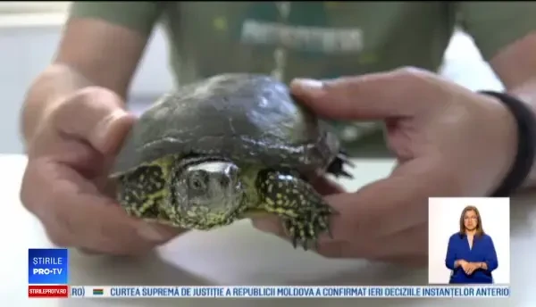 Deținerea țestoaselor ca animale de companie, ilegală în România