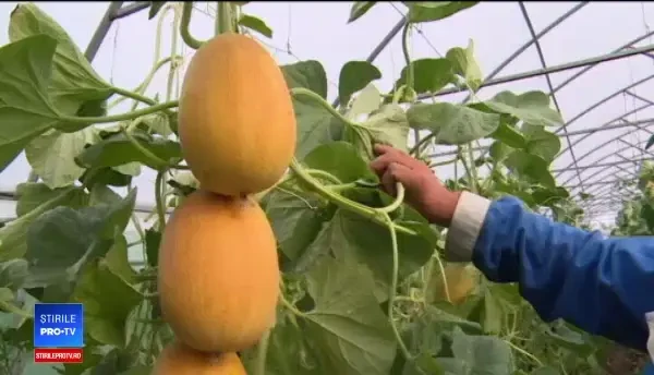 Profituri uriaşe din agricultura pe verticală. De ce plantele sunt mai sănătoase