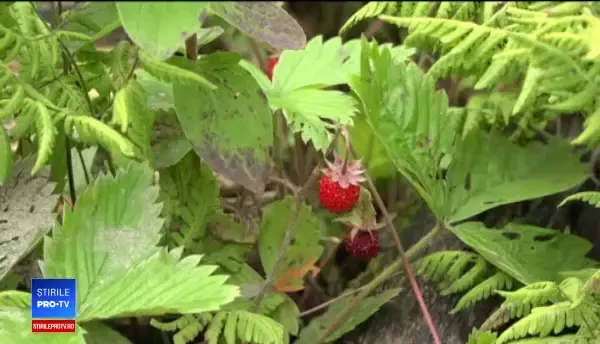 Turiștii străini, atrași de frumusețea Bucovinei: „Ne-am oprit să adunăm afine”