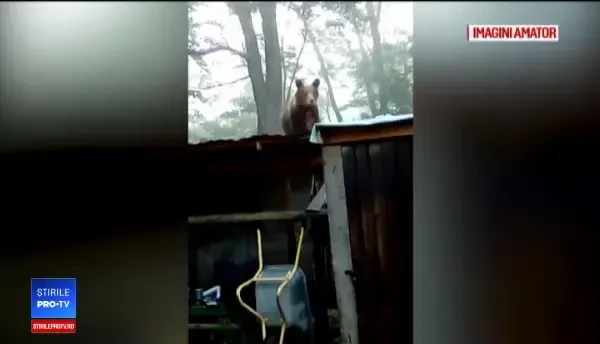 Oamenii dintr-o localitate hunedoreană, terorizați de un pui de urs