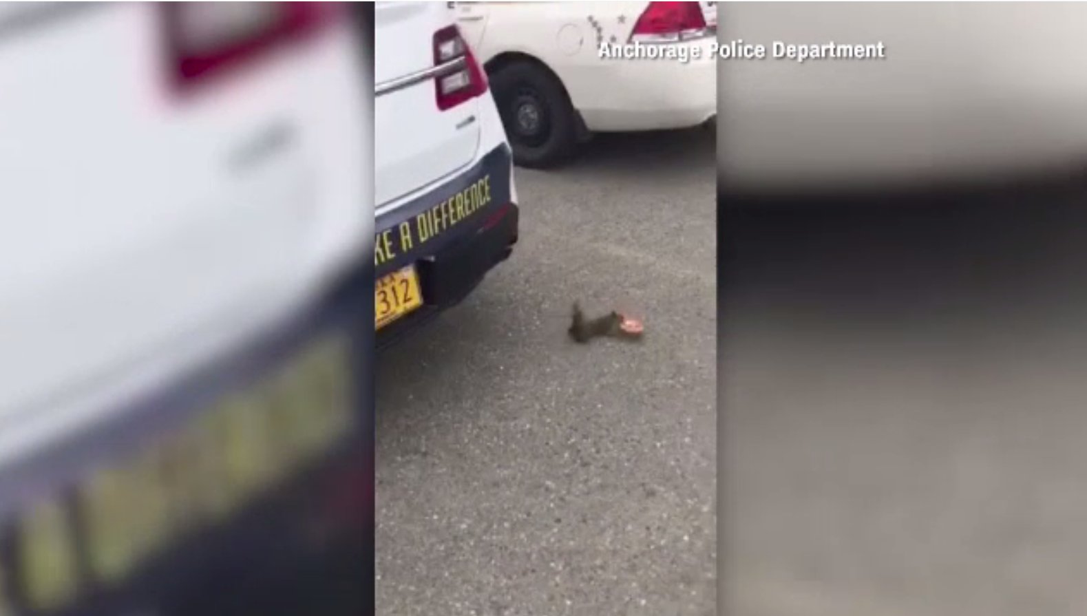 Spargerea dată de o veveriță într-o mașină de poliție. Totul a fost filmat de un agent. VIDEO