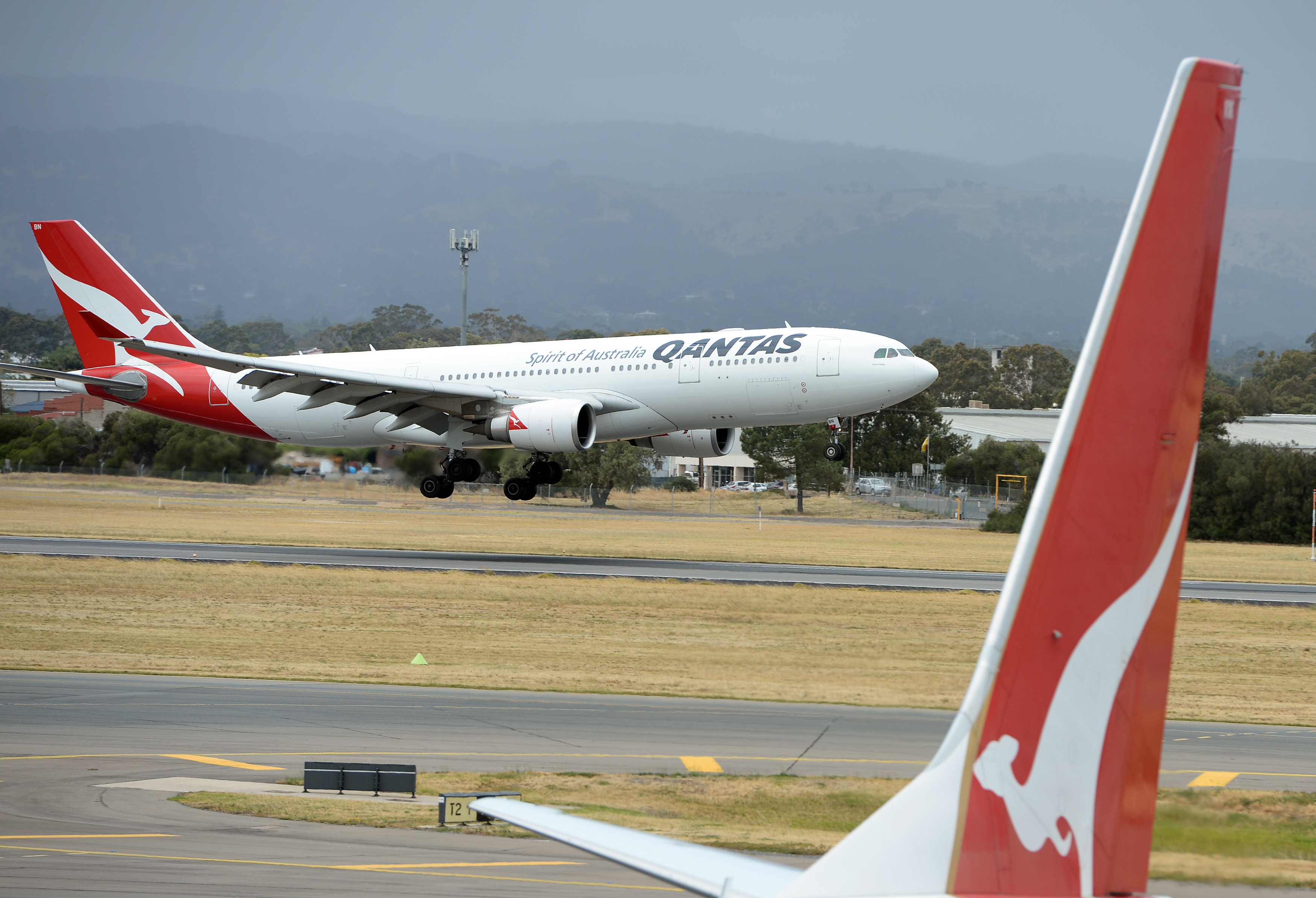 Intervenție în forță a geniștilor, pe aeroport, din cauza unui iepure abandonat