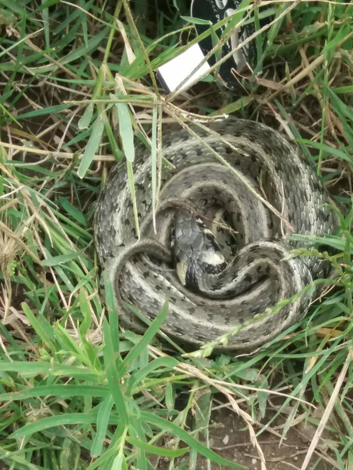 Șarpe, capturat în curtea unei grădinițe din Mehedinți. Jandarmii au intervenit