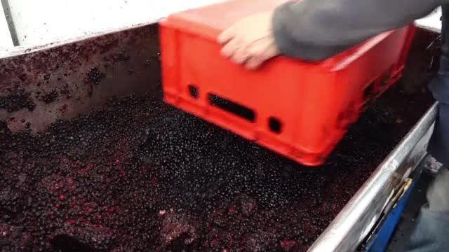 "Aurul negru" se vinde cu 18 lei kg. Culegătorii pot câștiga și 250 de lei pe zi