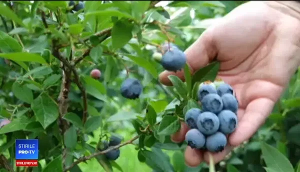 Aurul negru se vinde cu 18 lei kg. Culegătorii pot câștiga și 250 de lei pe zi