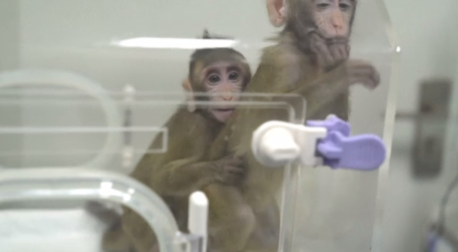 După 7 luni de zile, primele două maimuțe clonate vreodată par să fie sănătoase