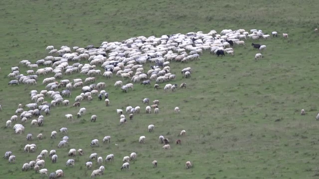 Ciobanii din Mureş se plâng că urşii le omoară oile şi porcii