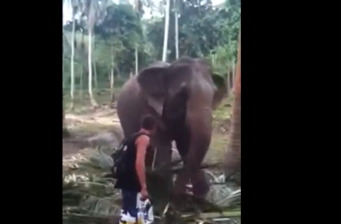 Ce a pățit un turist din Thailanda după ce a atins un elefant. VIDEO
