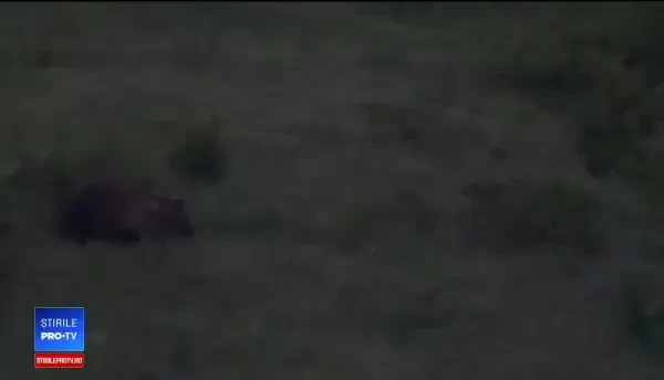 Ciobanii din Mureş se plâng că urşii le omoară oile şi porcii