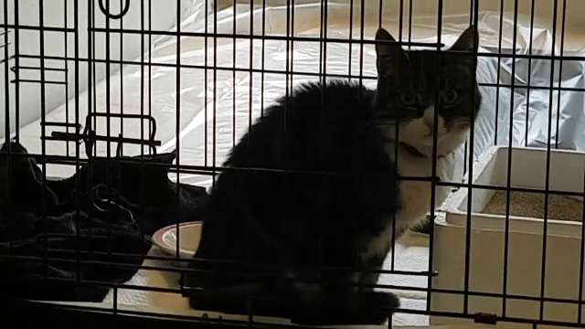 O pisică din Norvegia a ajuns, din greșeală, în Islanda. Cu ce a "călătorit"