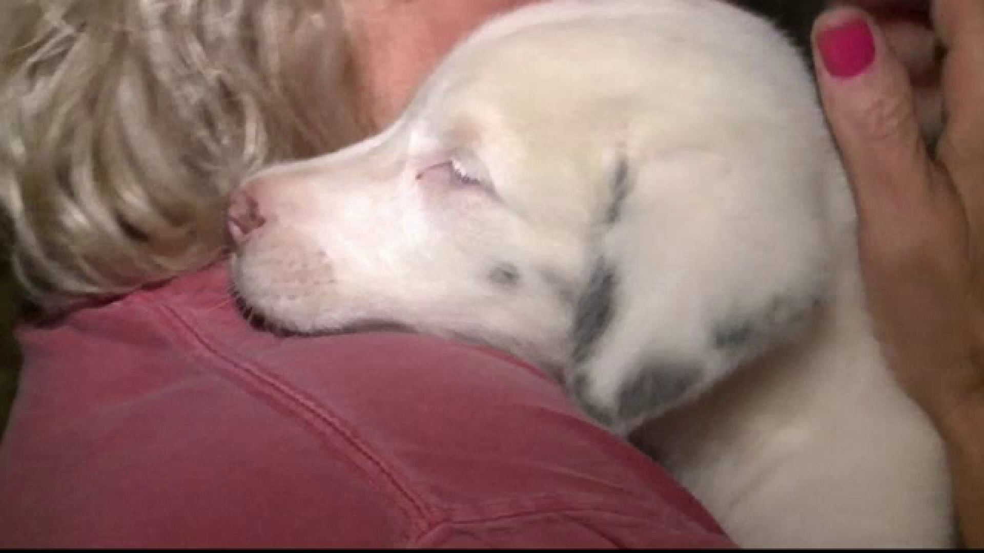 Momentul în care o cățelușă oarbă este scoasă dintr-o groapă, după 30 de ore