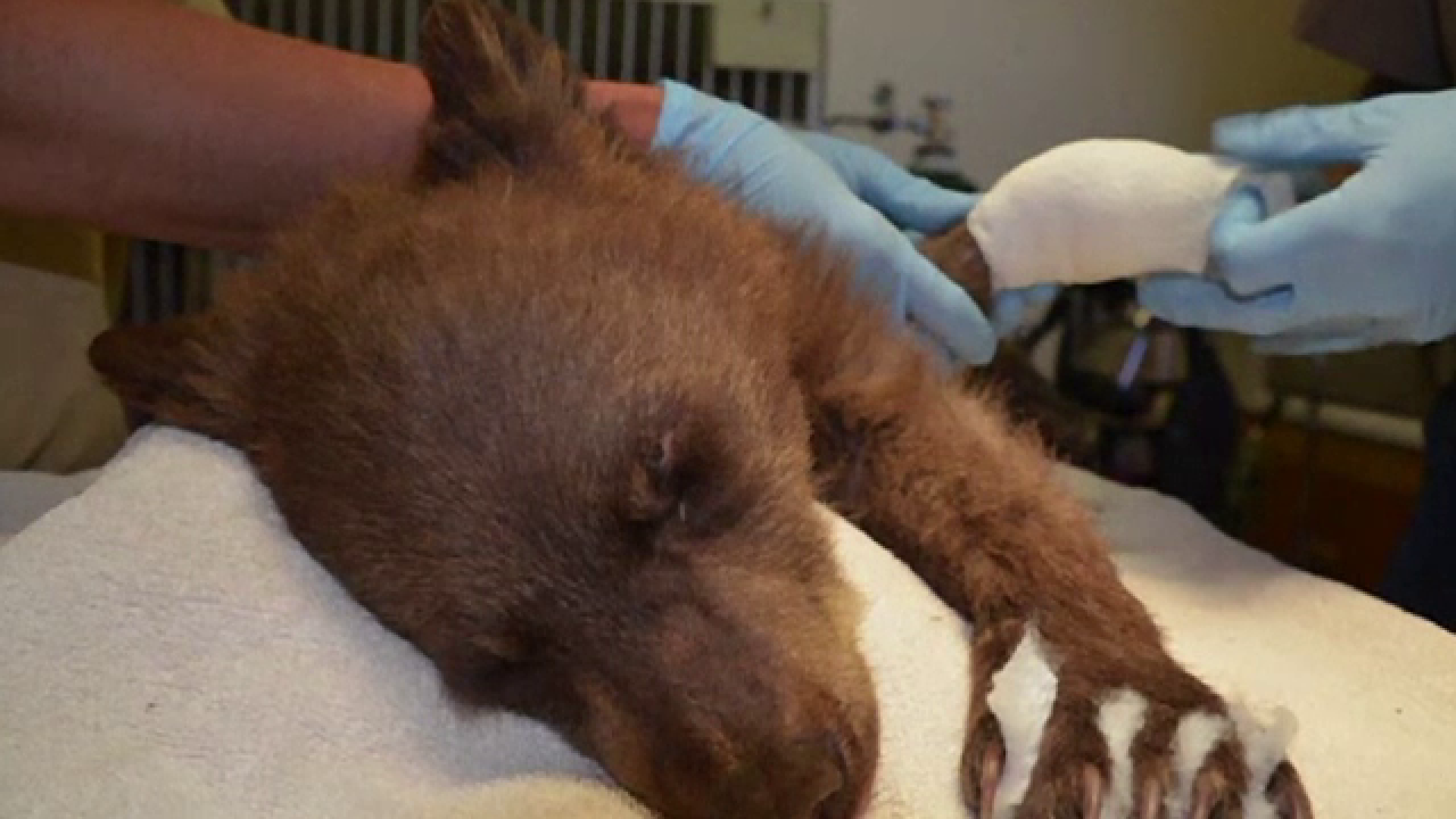 Ursuleț rănit grav într-un incendiu de pădure, salvat de pompieri