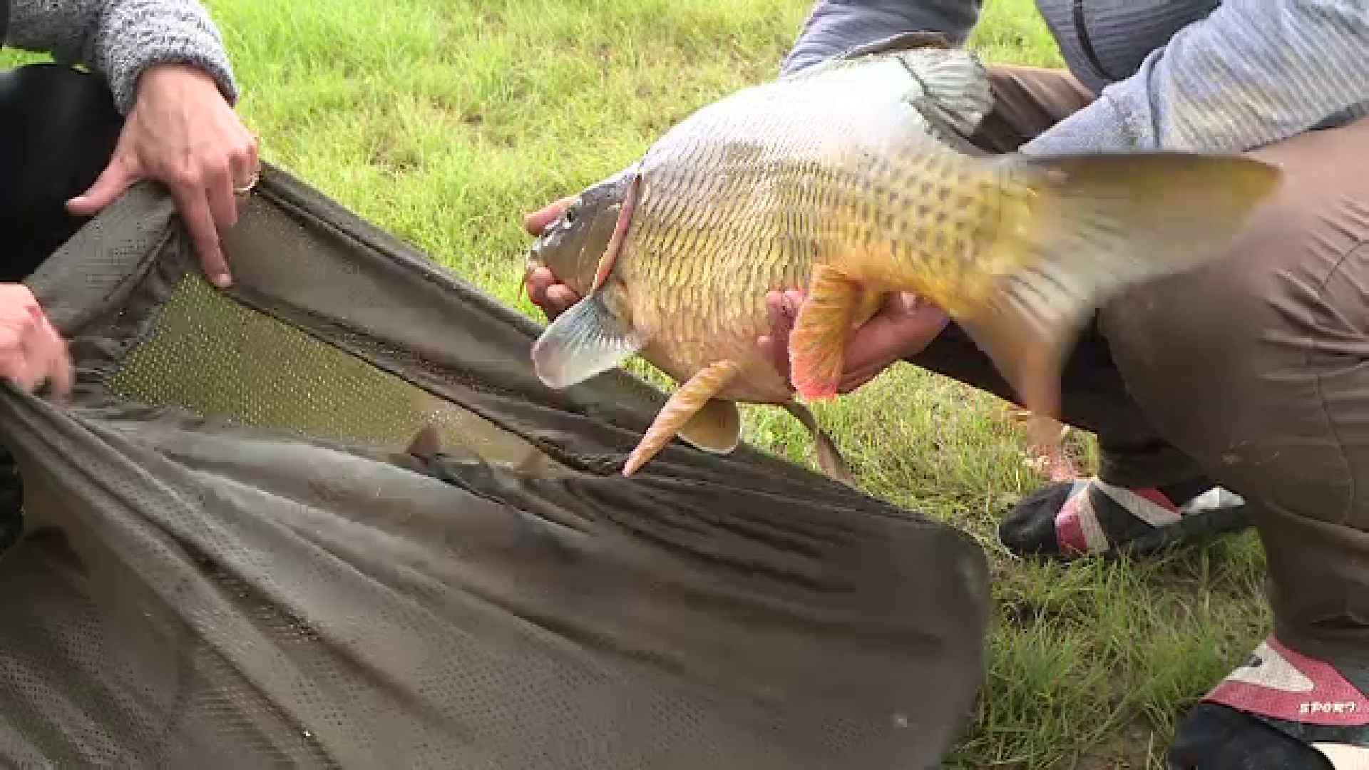 Ploile torențiale le-au adus pescarilor capturi impresionante: ”Are balta pește”