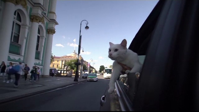 Ahile, motanul surd care prezice rezultatele de la Cupa Mondială. Câte victorii are