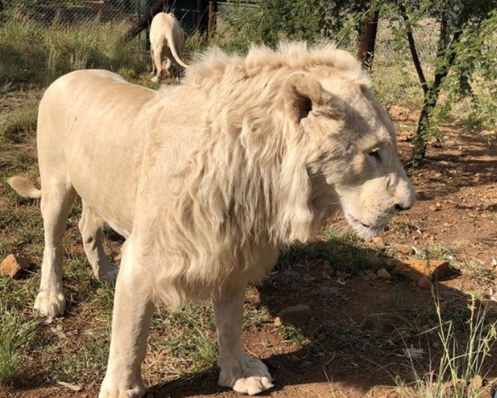 Motivul pentru care șase lei albi, dintre care doi pui, au fost otrăviți și decapitați