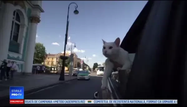 Ahile, motanul surd care prezice rezultatele de la Cupa Mondială. Câte victorii are