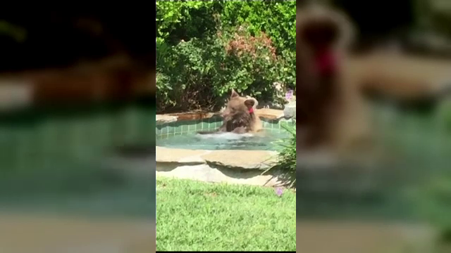 Un urs s-a răcorit în piscina unui localnic din California. Cum a fost filmat