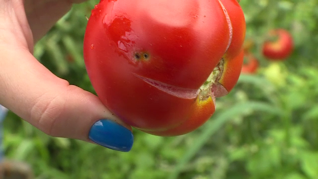 Agricultura României pare blestemată. După inundaţii, recoltele sunt afectate şi de noi paraziţi