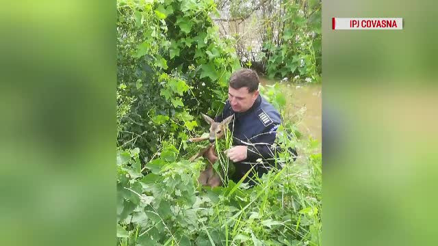 Pui de căprioară, salvat din apele râului Baraolt de un poliţist care dirija traficul