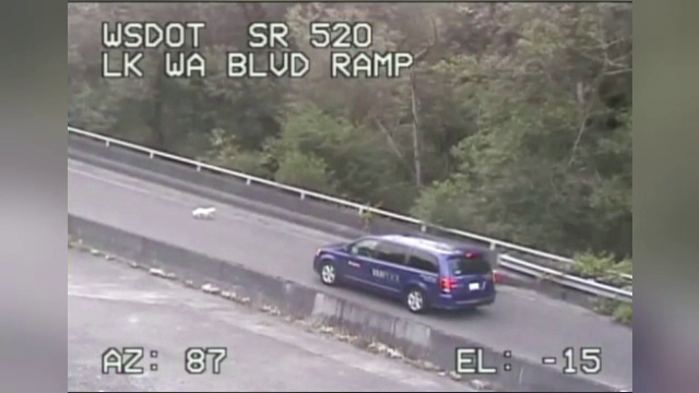 Cum a reușit un cățel să mobilizeze câteva echipaje de poliție, pe autostradă