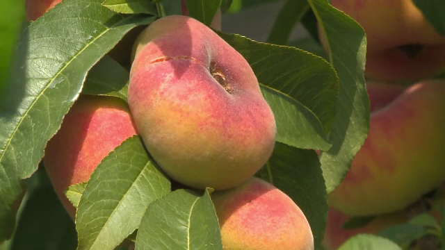 Piersicile turtite, pariul pomicultorilor români. Preţul unui kg de fructe plate